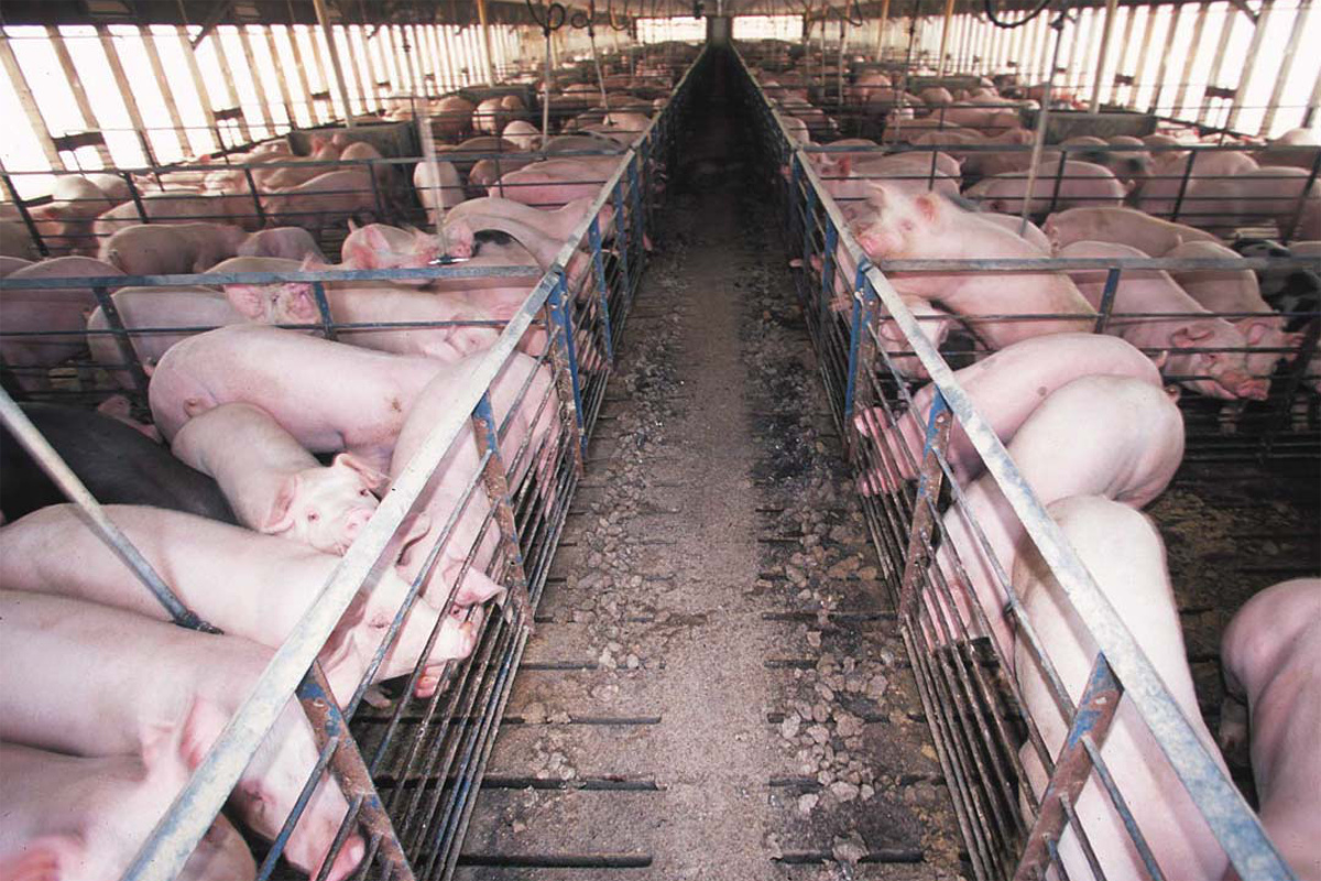 Hog confinement barn interior, slatted floor