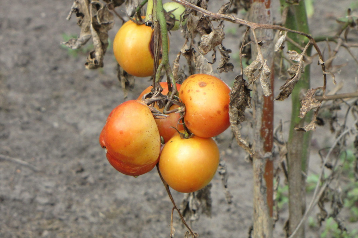 Sun-bleached orange tomatoes on a dying vine. 