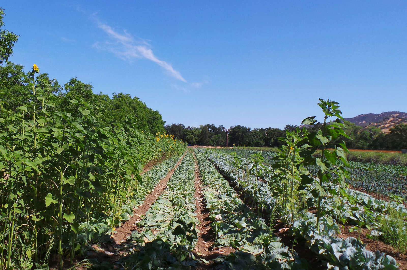 Rows of farm produce like cabbage, mountains in the background.