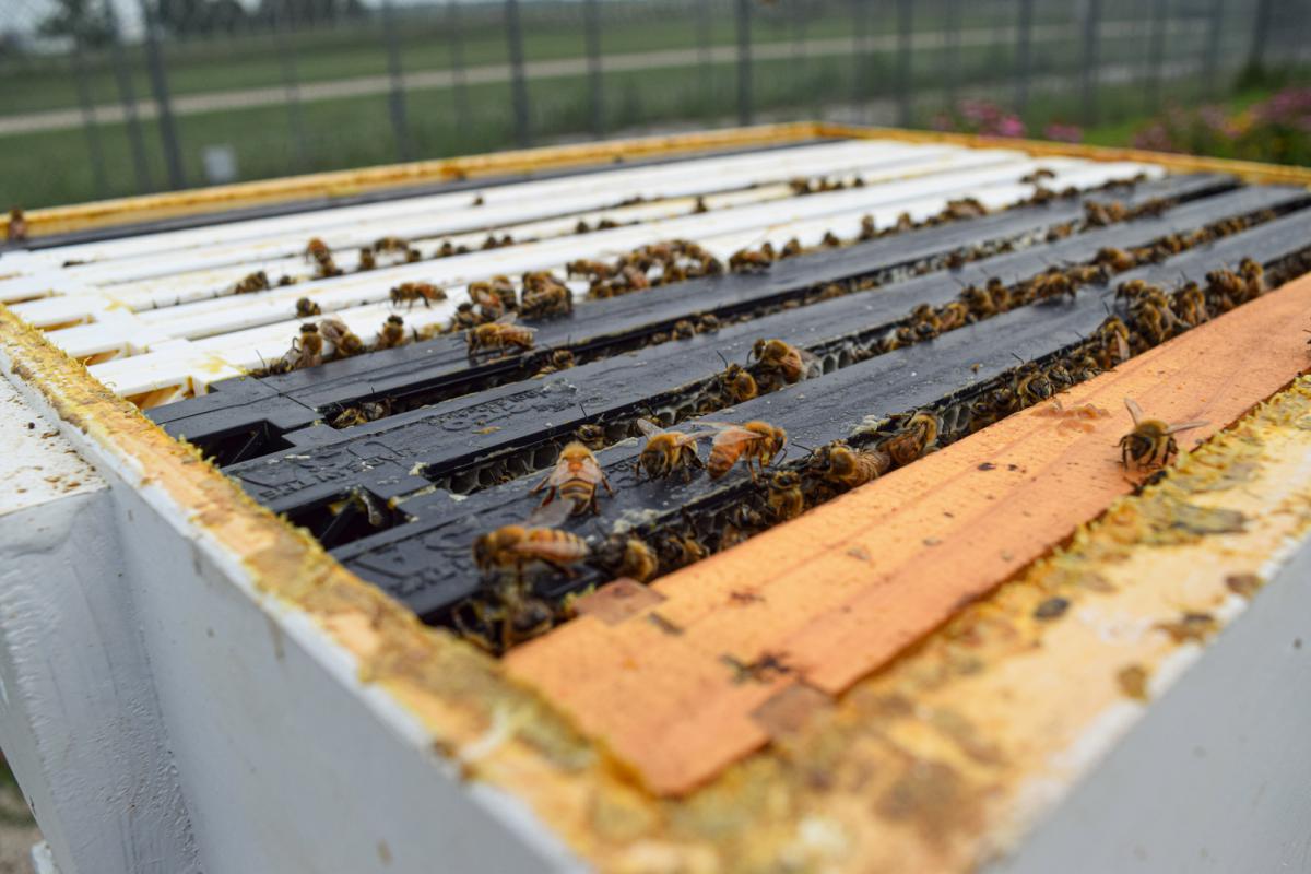 close up view across the top of a hive box full of frames. A few bees are on top of the frames.
