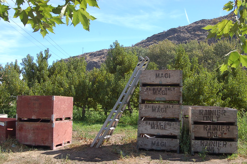 Large wooden cherry crates stacked in a landscape with mountains and blue sky