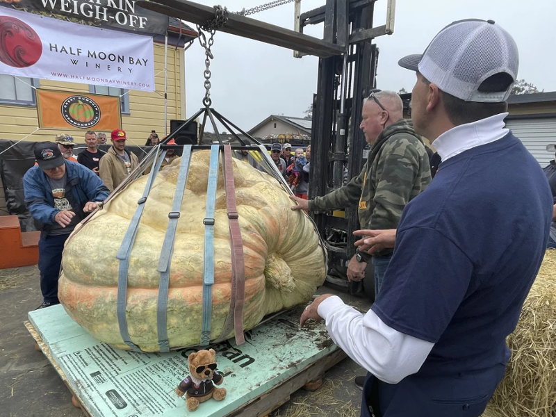 The award winning pumpkin being weighed