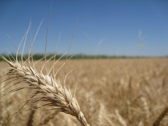Closeup of a wheat seed head in the foreground, with a field of wheat in the background.