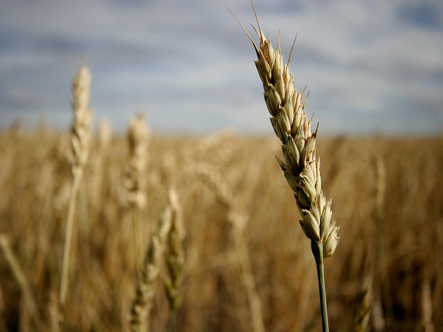 stalk of wheat in wheat field