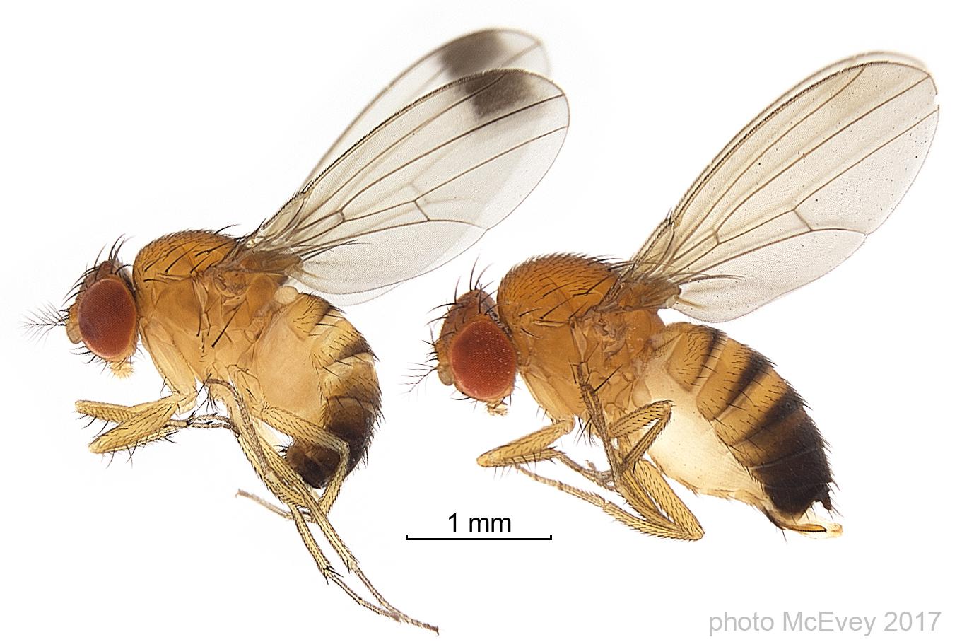 Two drawings of an invasive fly species. 
