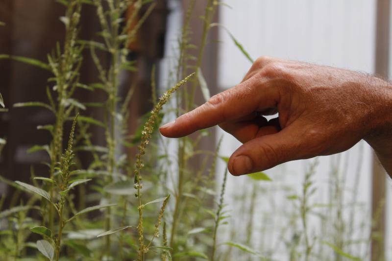 A hand with index finger pointing to the flowering part of a water hemp plant in a greenhouse