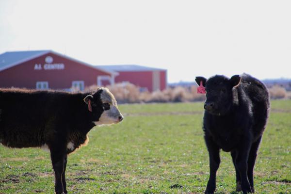 Two cows standing in a green field with farm buildings in the background