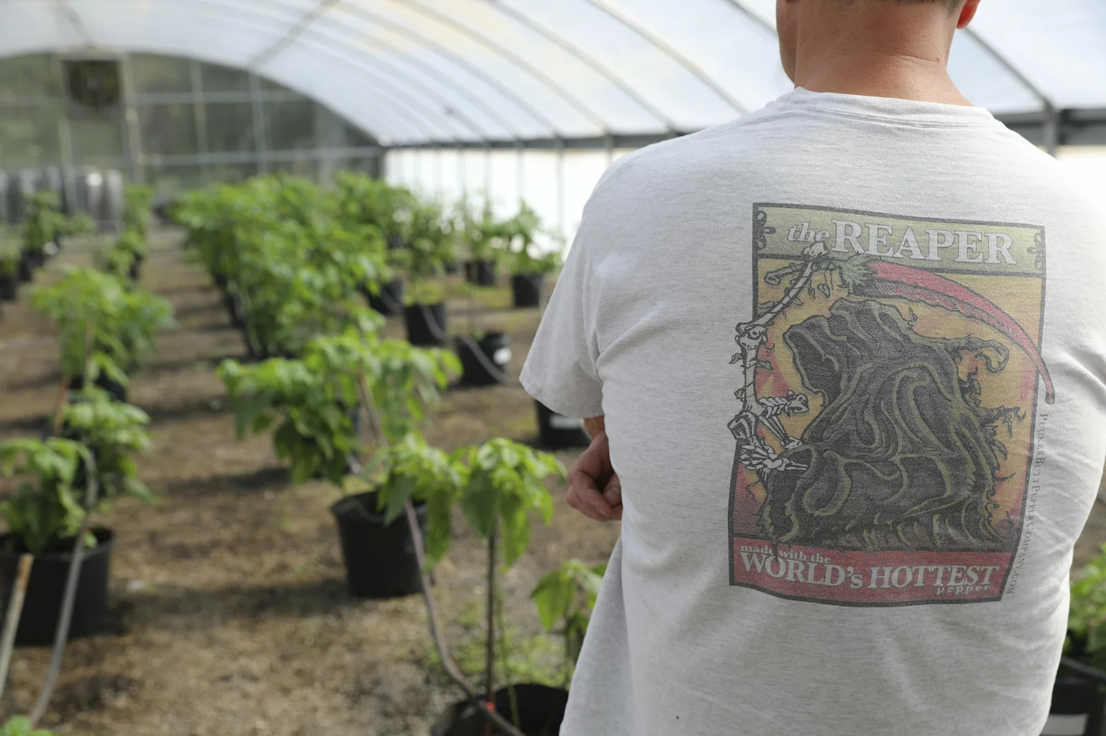 A man standing in a greenhouse with his back turned to the camera displaying a carolina reaper shirt