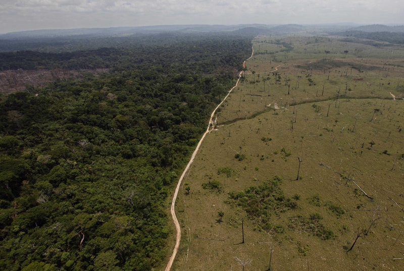 Forests in Brazil cut down for agriculture
