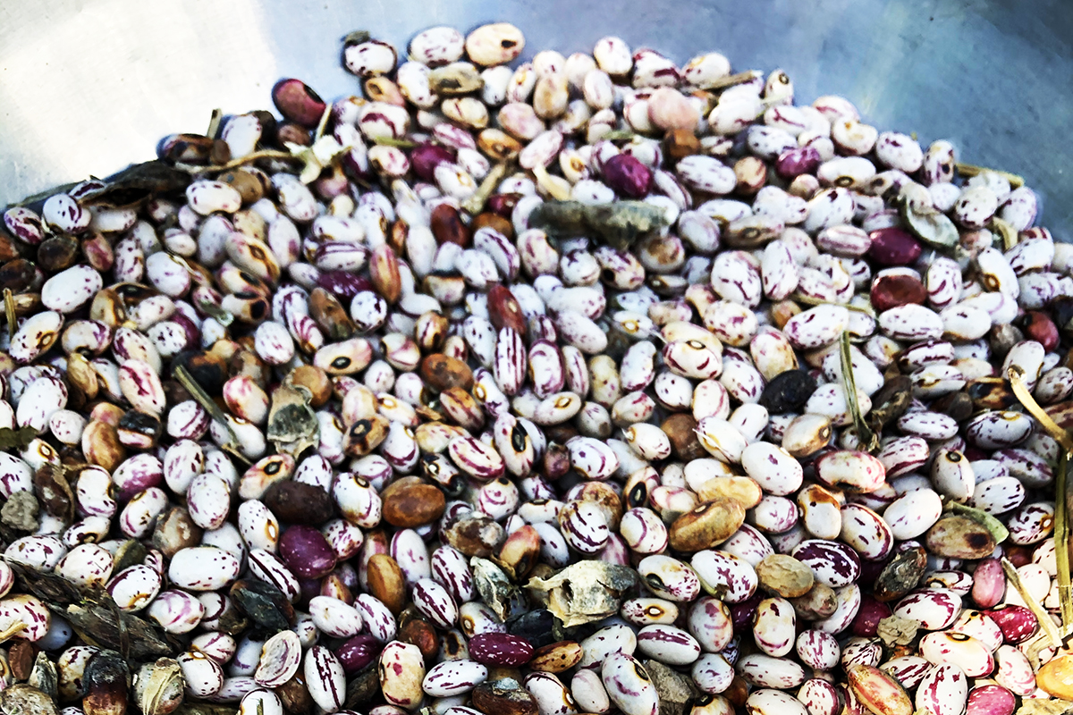 A close up of multi-colored beans in a metal bowl.