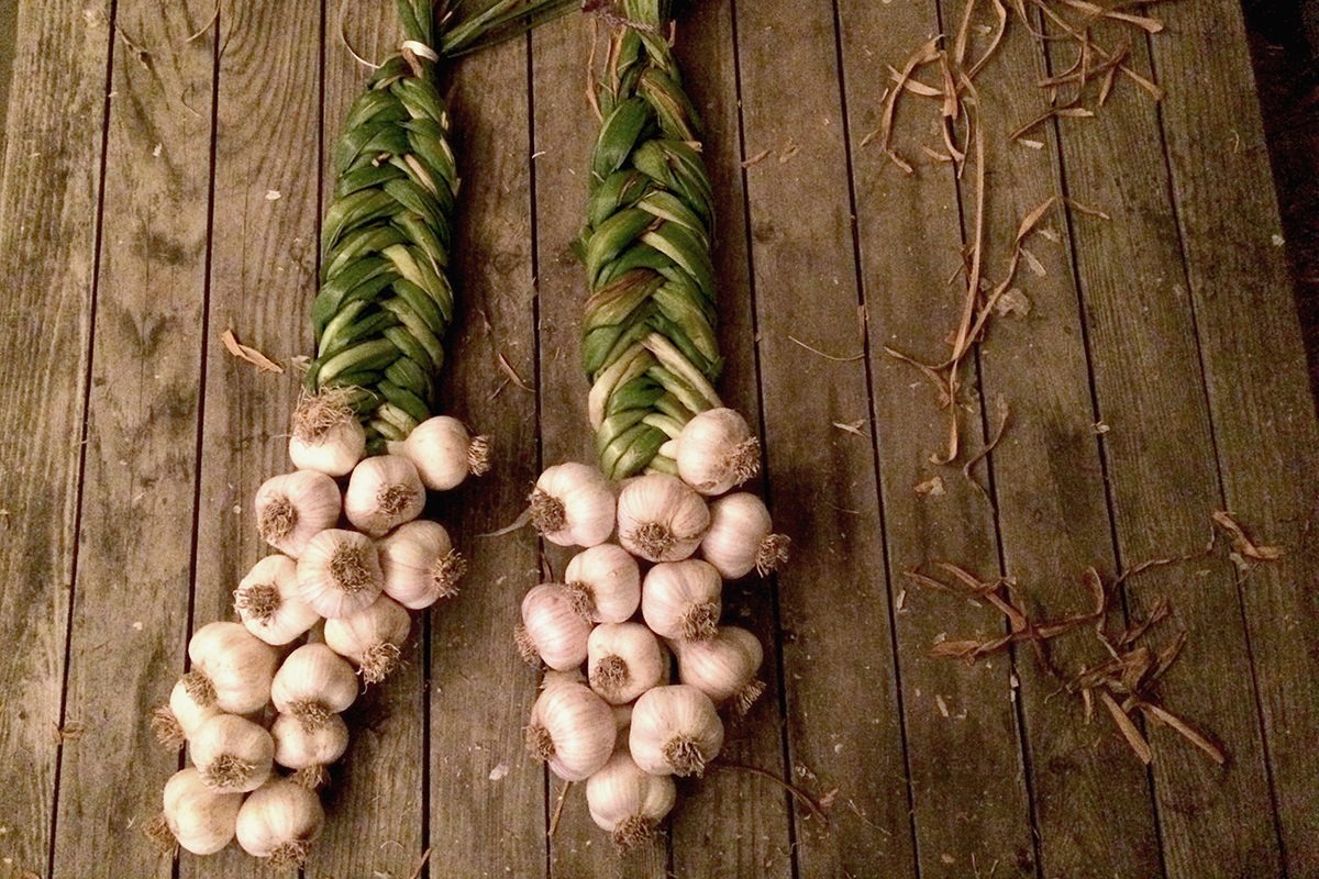 Two braids of garlic on a wooden table