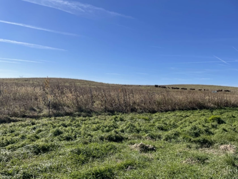 Grassland in northern Illinois 