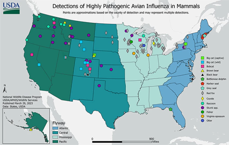 Graphic of 'Detections of Highly Pathogenic Avian Influenza in Mammals'