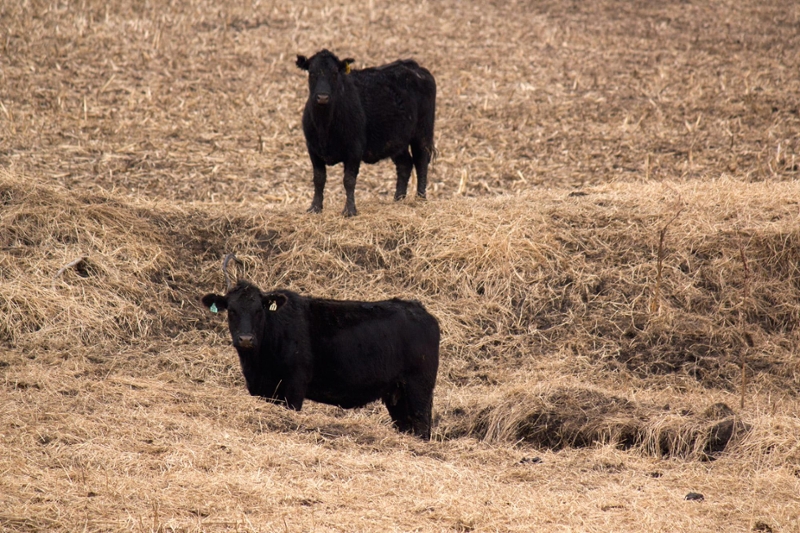 cattle in the United States