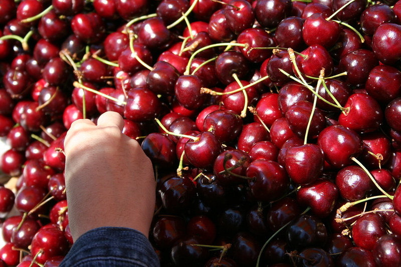 Close up of sweet read cherries and a hand reaching in to them.