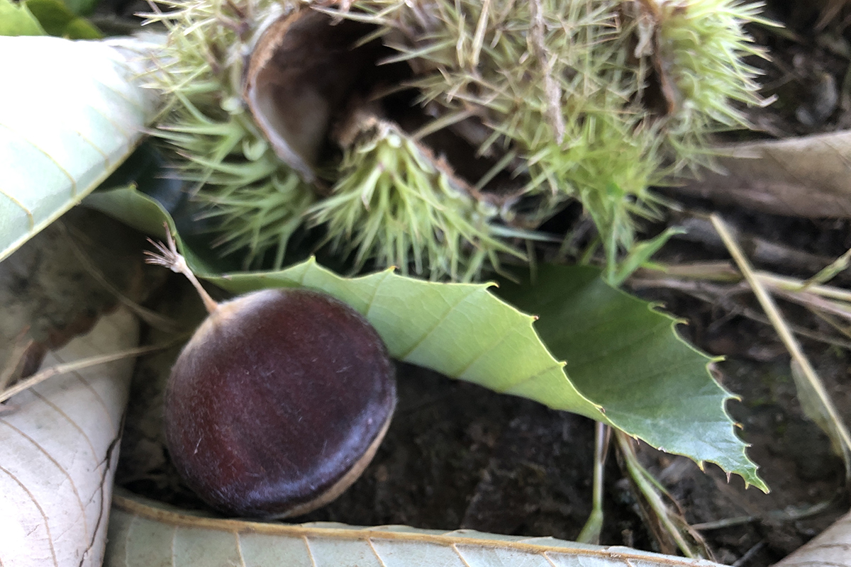 close up of brown nut and leaves and a prickly shell