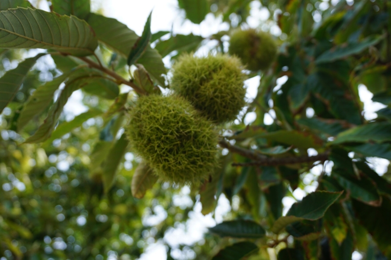 Chestnuts growing in burrs on a chestnut tree 