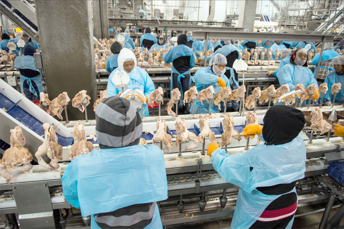 workers in a chicken factory 