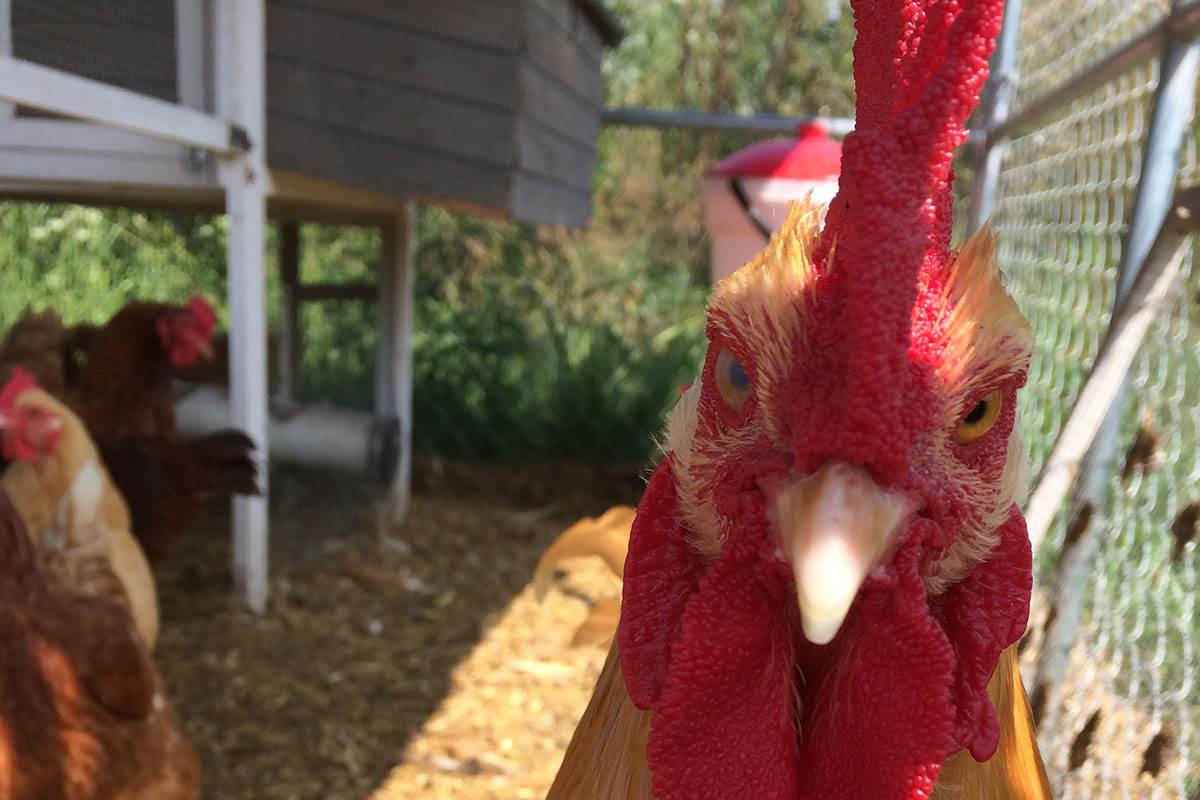 Close up of chicken's face looking directly into camera, chickens and coop in background.