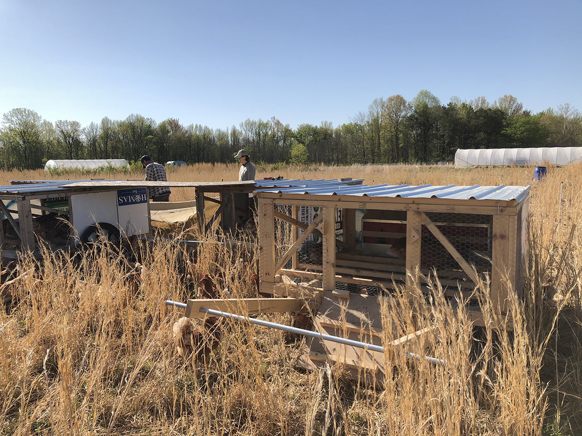 small wooden structures with metal roofs and wheels in a field of brown grass  with chickens in the forground, two people behind the structures and a white hoophouse visible in the distance.