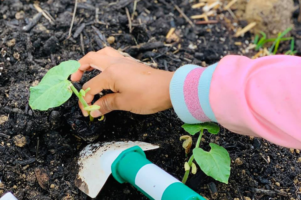 A child's hand with a pink jacket on,  planting a green bean seedling in dark soil. 