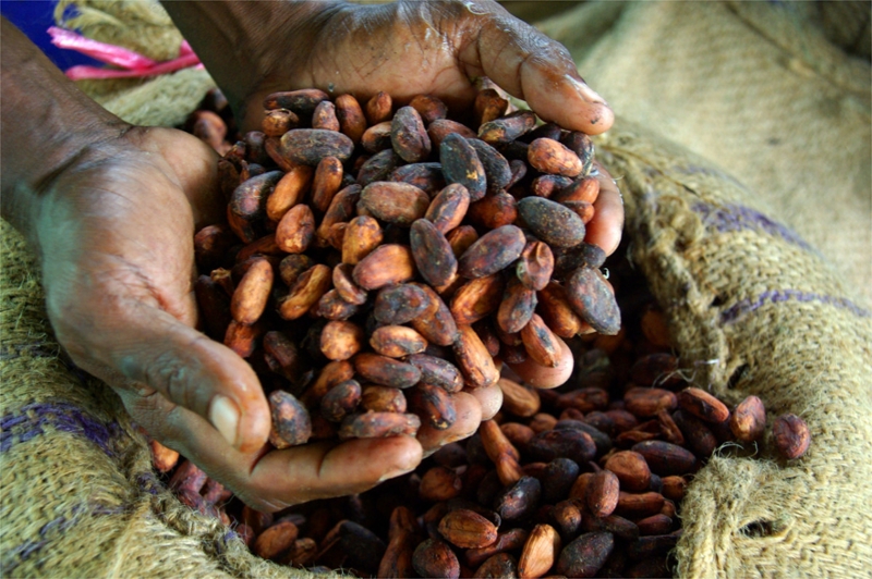 cocoa beans