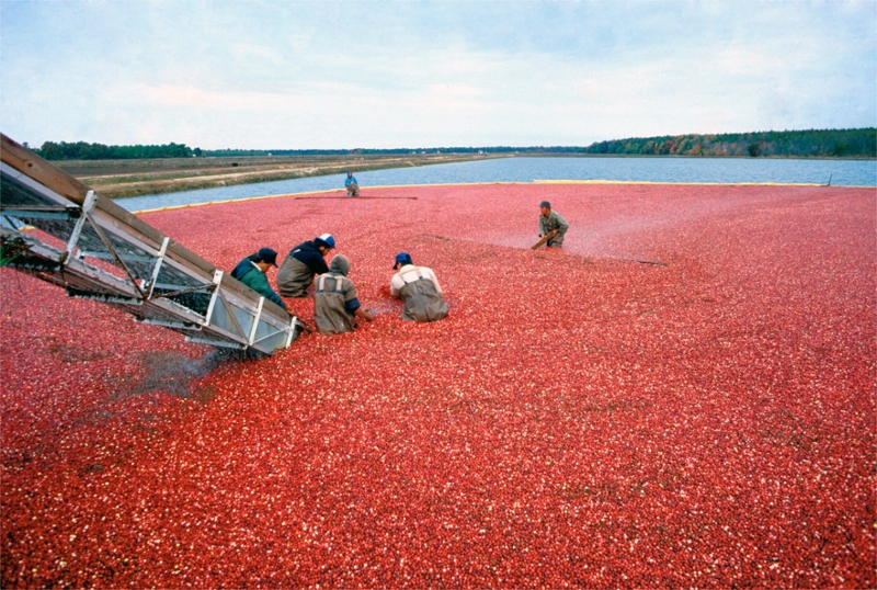 cranberry harvesting 