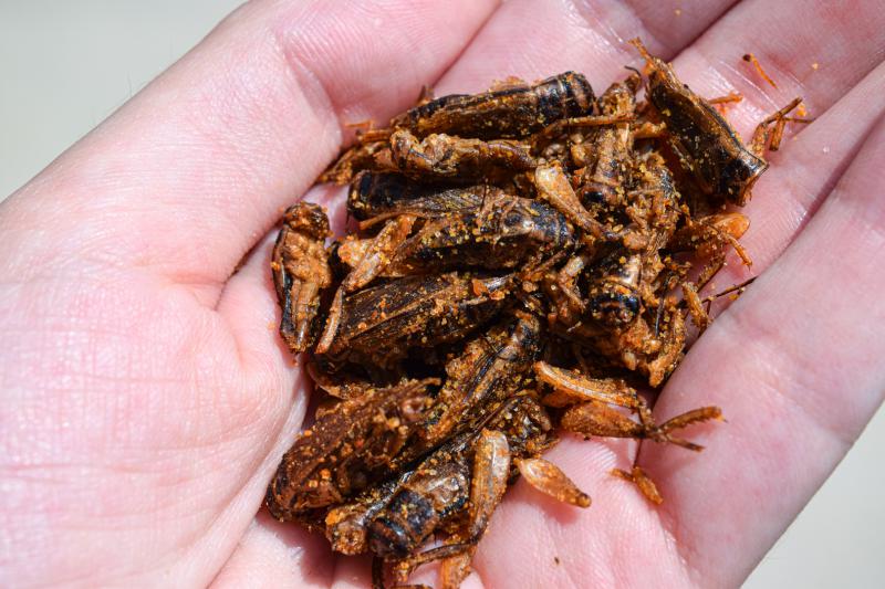 Handful of cooked crickets