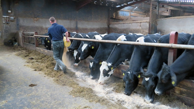 Irish dairy cows 