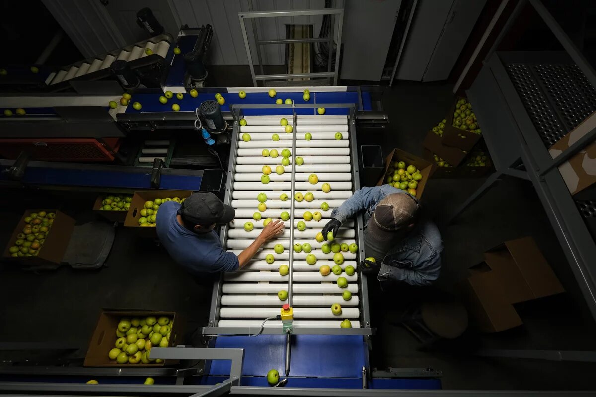 Apples on a conveyor belt being sorted by workers