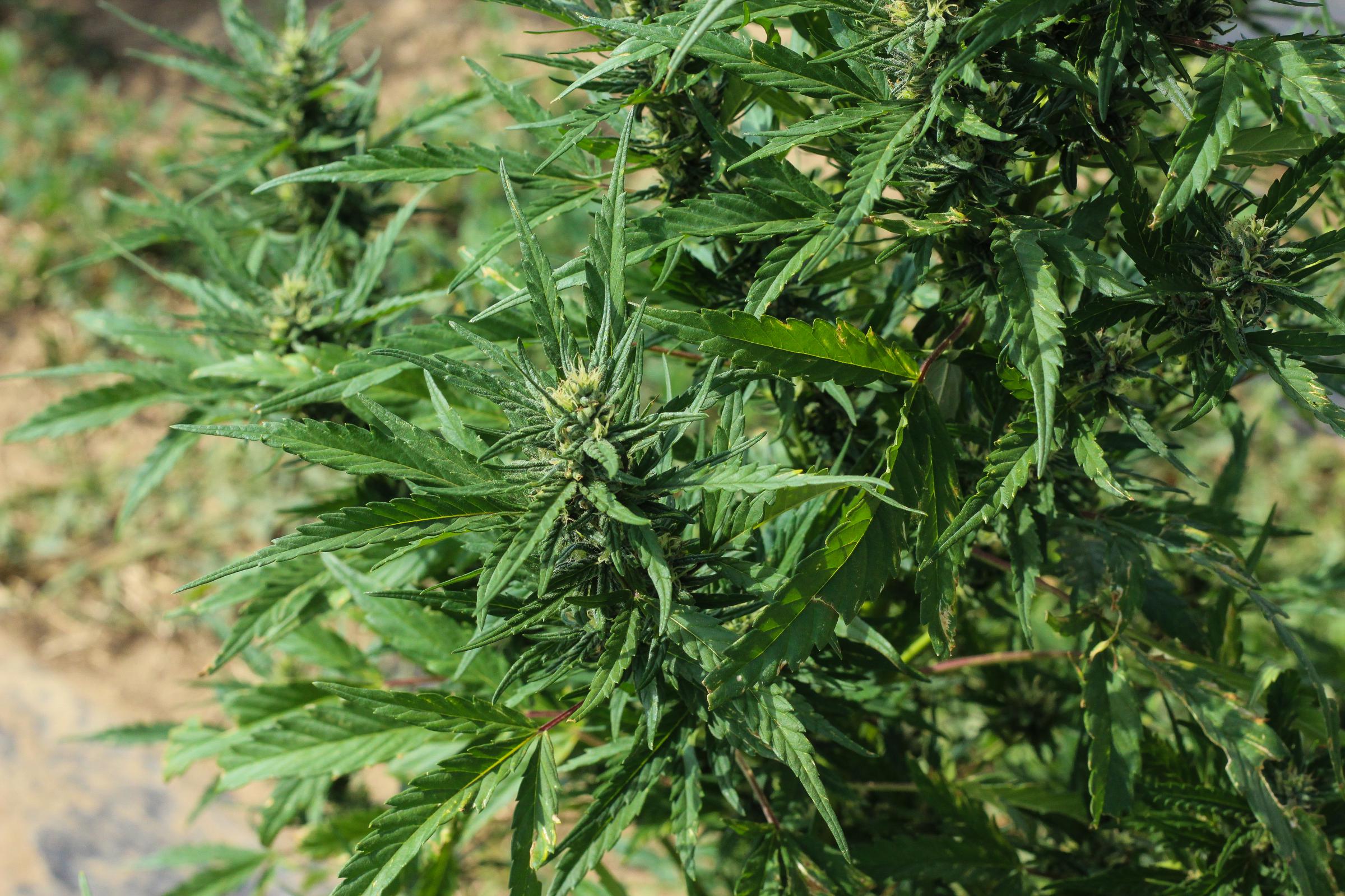 Close-up of maturing hemp plant.