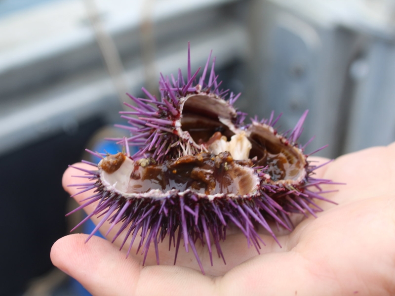 An empty purple sea urchin