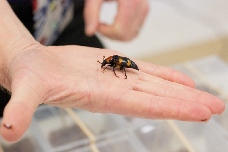 A beetle on a mans hand