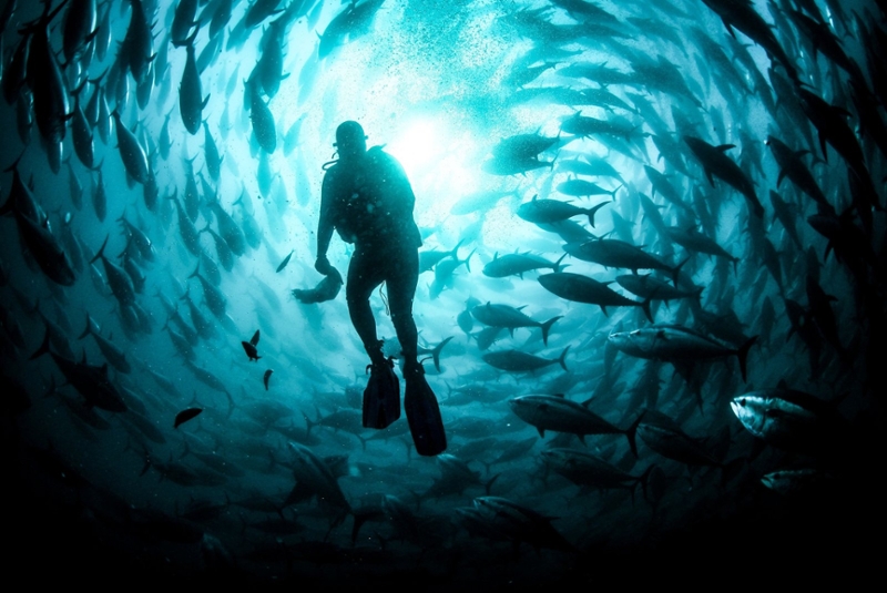 diver surrounded by fish 