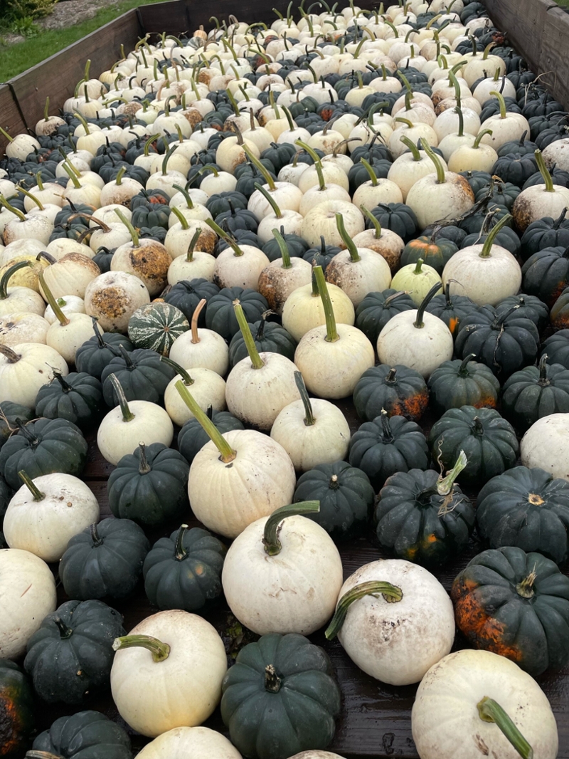 Container full of pumpkins 