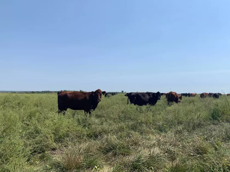 Cattle grazing in a prairie