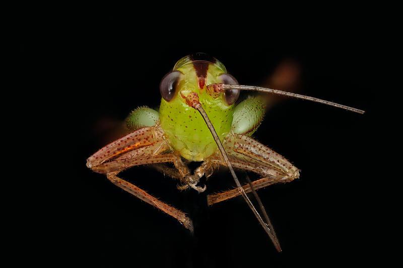 A close up, detailed photo of a grasshopper's green and light brown face with a black background