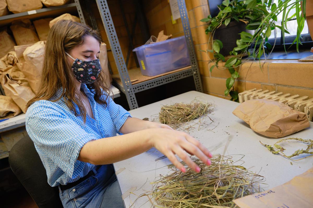 A white woman with a cloth face mask sitting at a table handling piles of dried long grass. Metal shelving in the background.