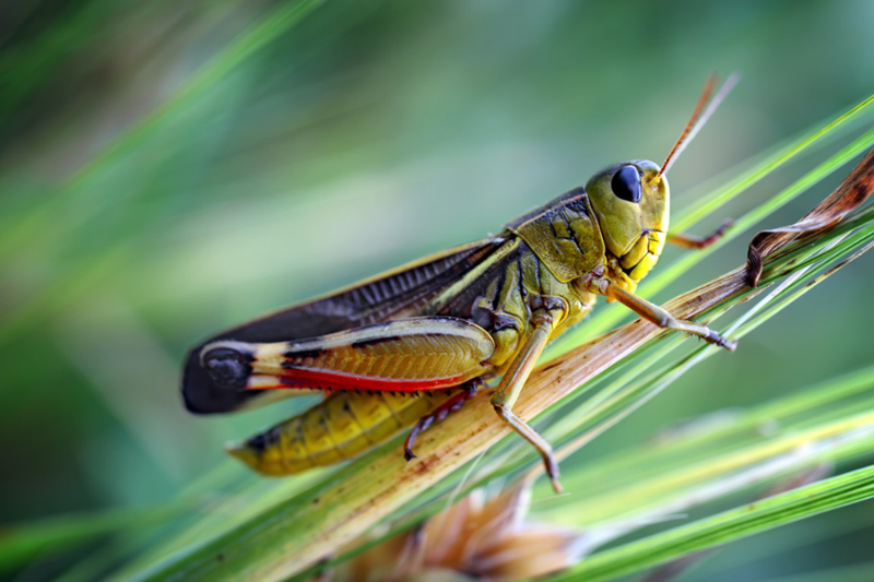 grasshopper on tall grass