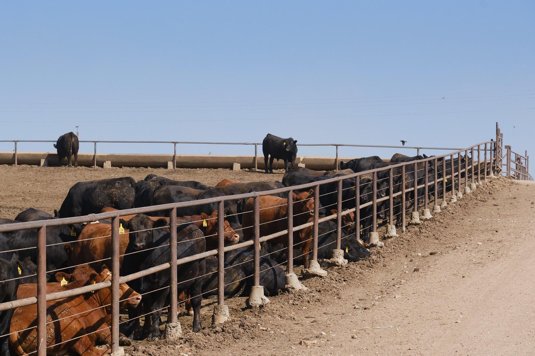 Brown and black cattle in a feedlot, mostly on the ground