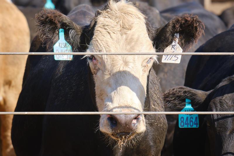 Cow's face, looking at camera through lines of fence wire, with tags on ears.