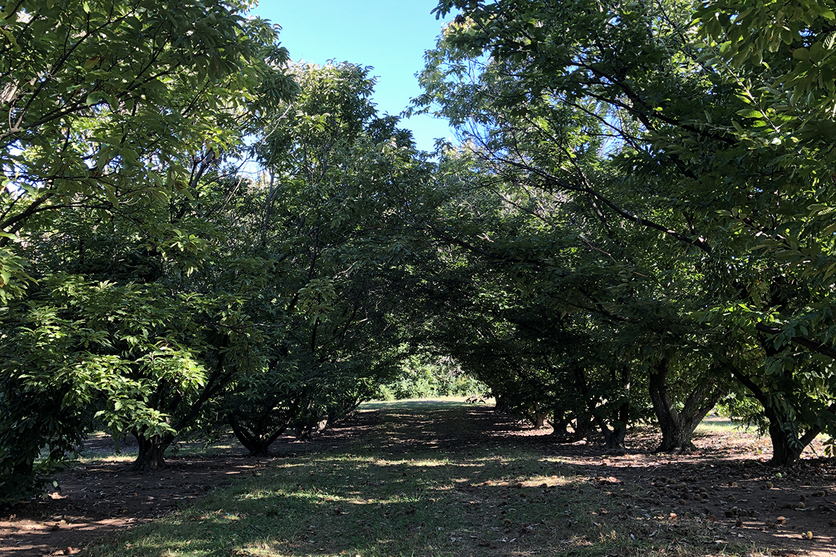 Mature trees forming a shady canopy
