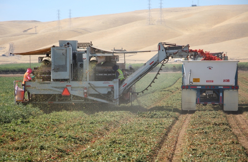 Giant tomato harvesting machinery 