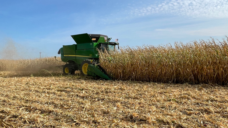 Corn crop being harvested 
