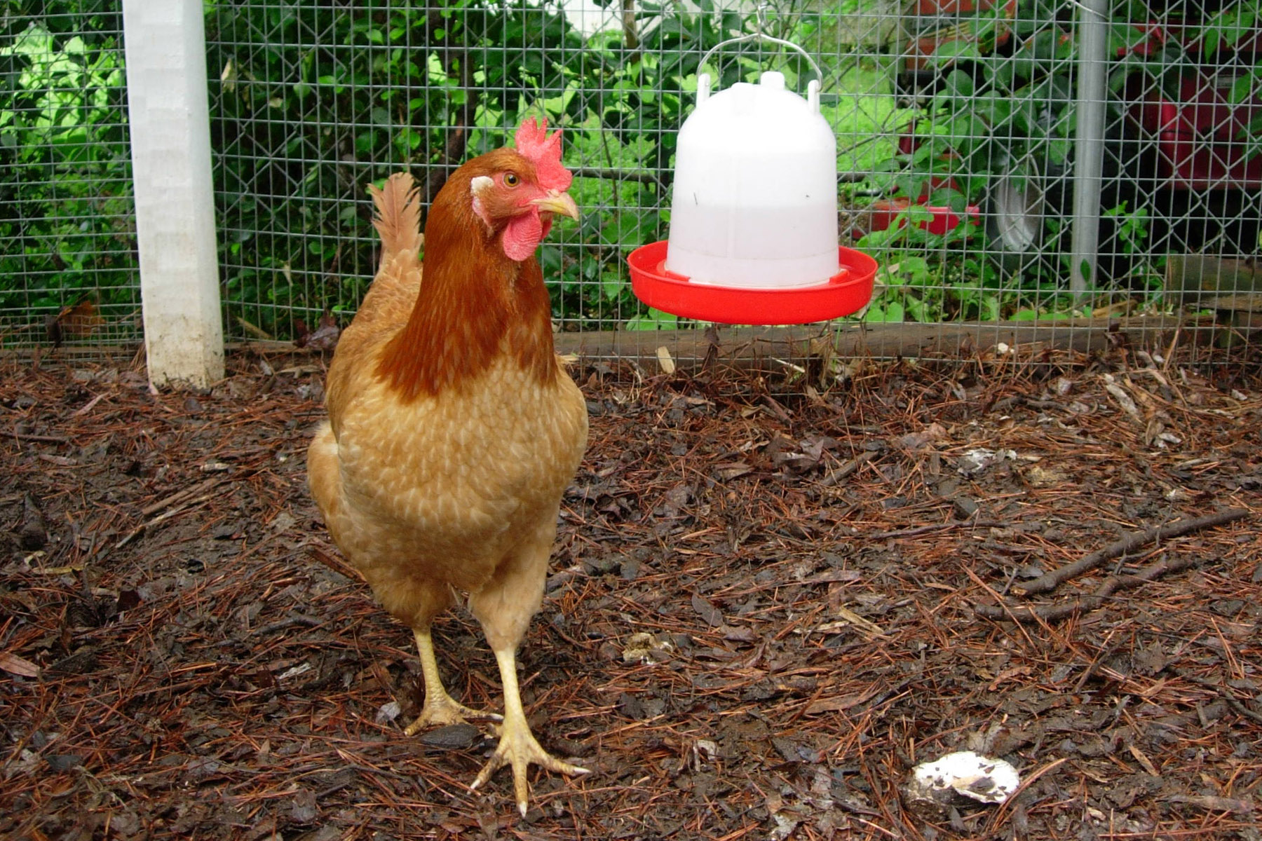 Chicken inside a coop near a water dispenser.