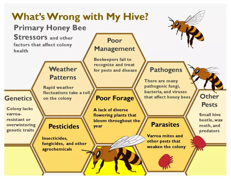 An infographic about honey bees