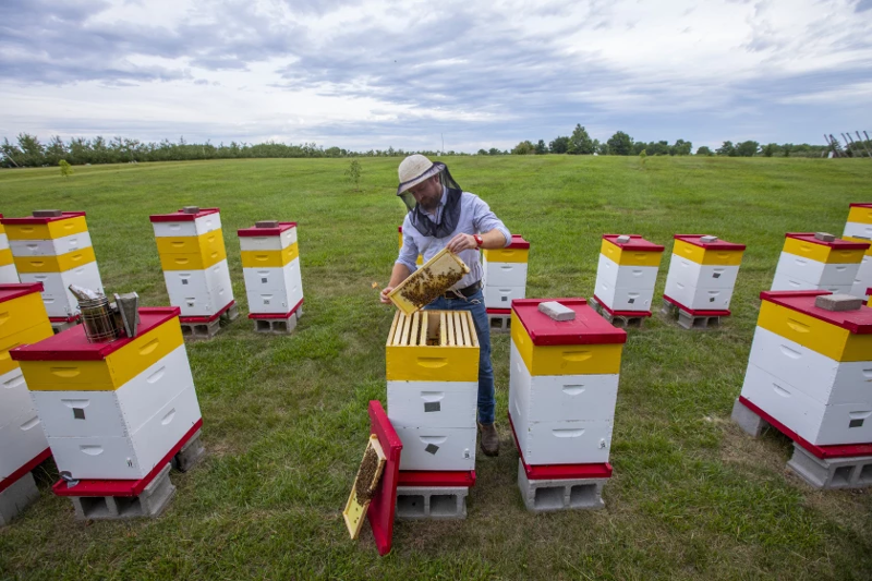 Honey being harvested