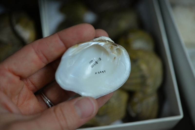 The shell of aTublercled-blossom pearly mussel 