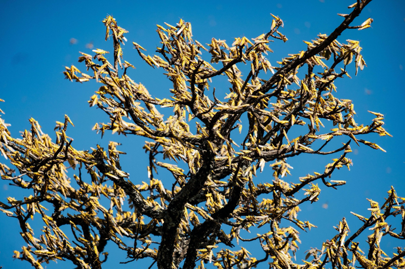 swarm of locusts feeding in a tree 