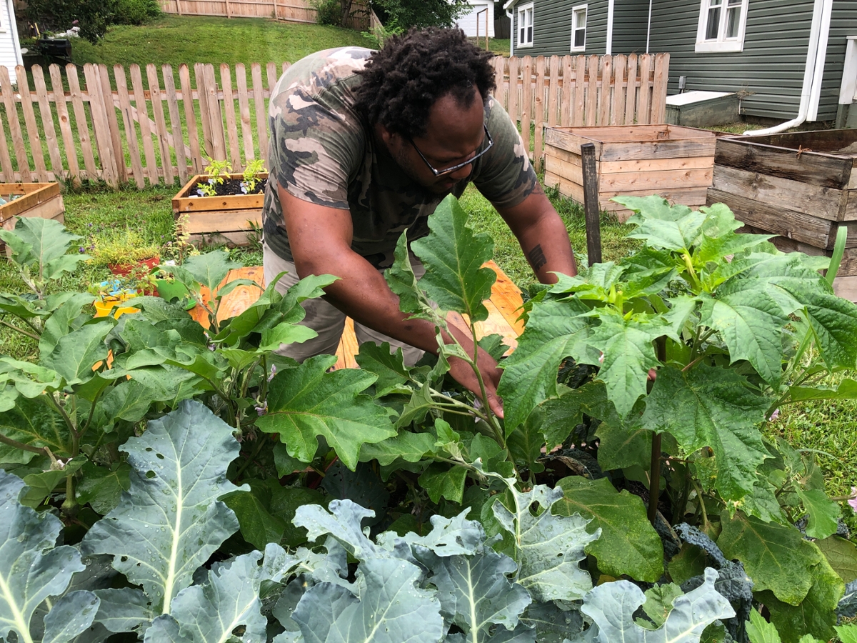 Jarrod Dortch bending over a garden bed with his hands in the leaves looking down on eggplant